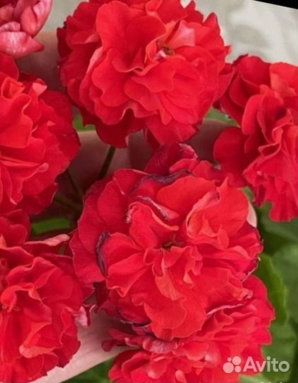 Та Лимончелло Айгуль