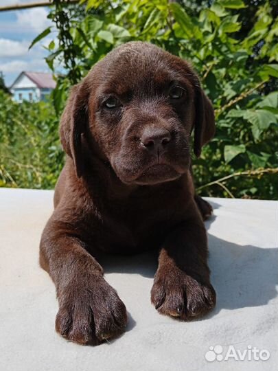 Шоколадные и черные щенки лабрадора