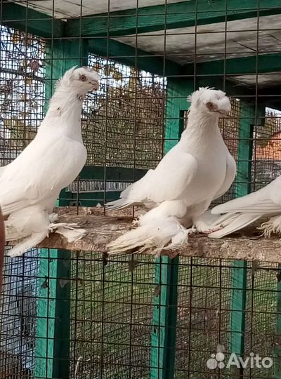 Голуби узбеки