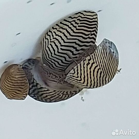 Теодоксусы, дрейссены