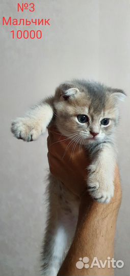 Шотландские котята