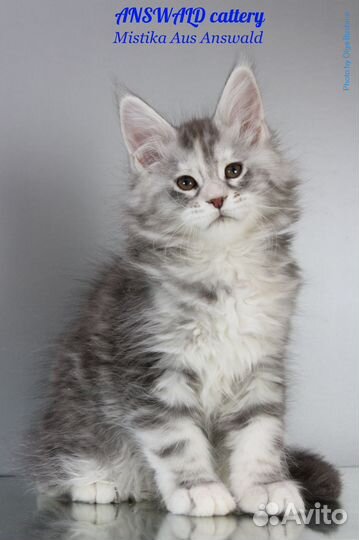 Котята мейн кун Мурманск