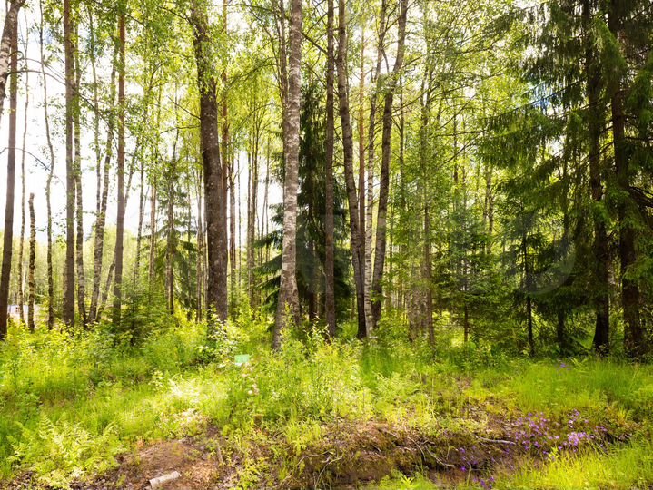 Участок 10 сот. (СНТ, ДНП)