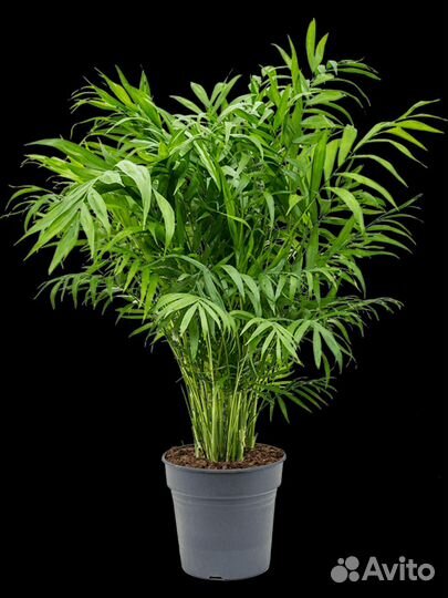 Пальма хамедорея