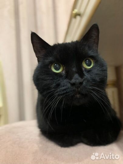 Кошки в добрые руки бесплатно