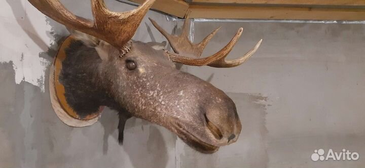 Чучело головы лося