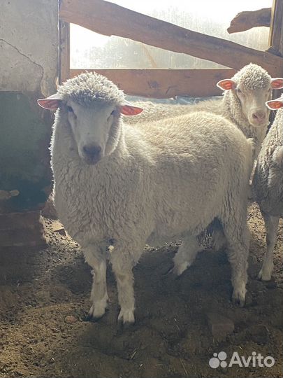 Племенной баран