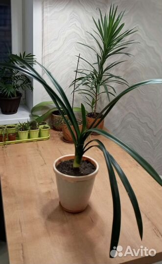 Цветы комнатные