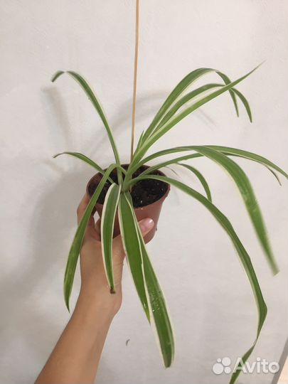 Хлорофитум