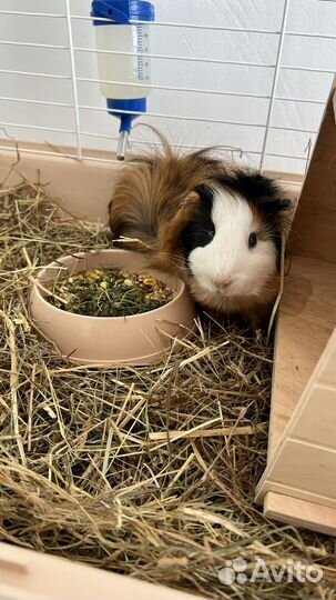 Морская свинка