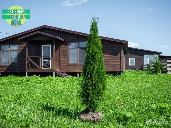 Туя смарагд 160 см