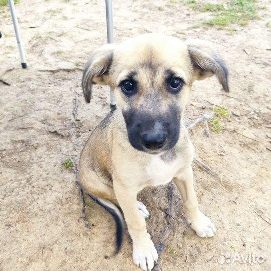 Их хотели сжечь