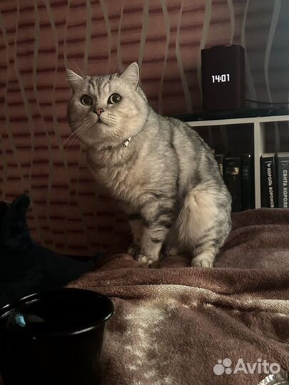 Шотландский кот вязка