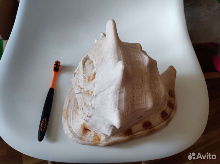 Большая морская ракушка раковина