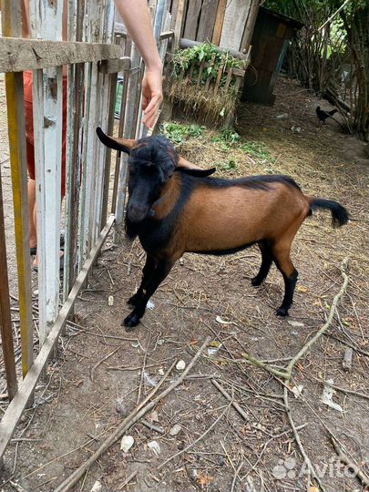 Чешские Козочки