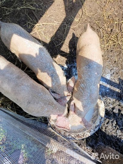 Поросенок ландрас