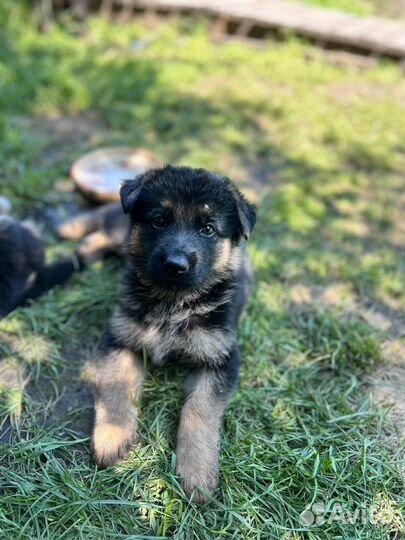Щенки немецкой овчарки