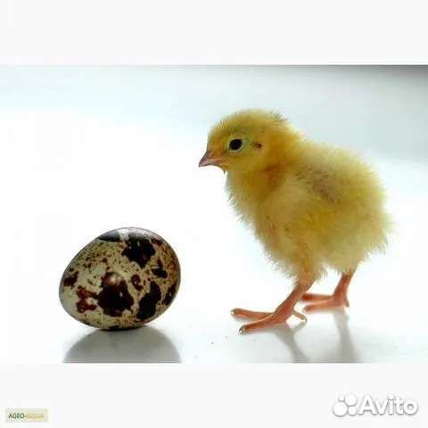 Яйцо перепелиное