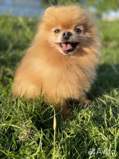 Померанский шпиц