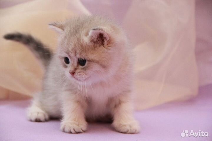 Британец голубое золото