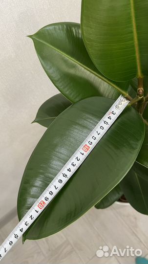 Фикус эластика робуста 115 см