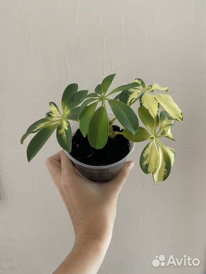 Шефлера вариегатная