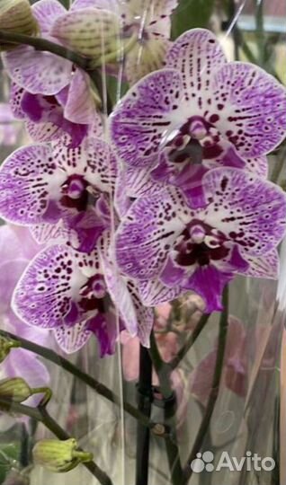 Орхидея биг лип Элеганс, отцветает