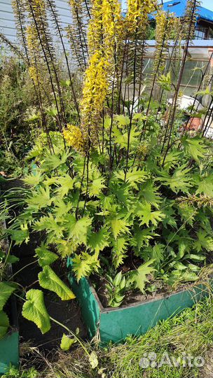 Многолетники садовые крупные