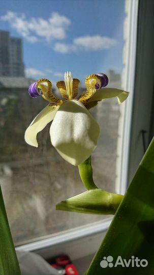 Неомарика neomarika