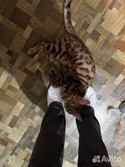 Отдам в добрые руки кот Бенгал