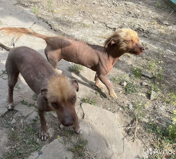 Китайская хохлатая