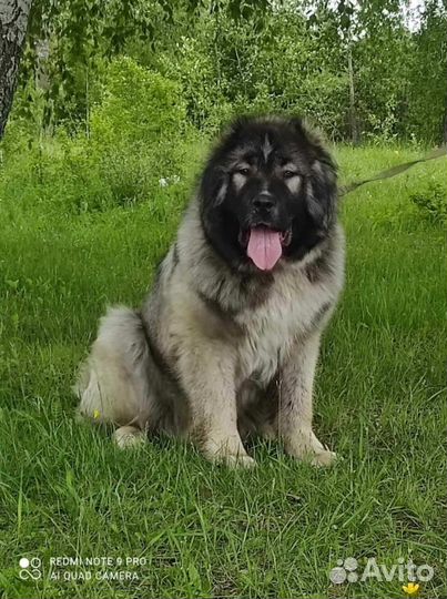Щенки кавказской овчарки