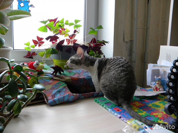 Оксалис (Кислица)