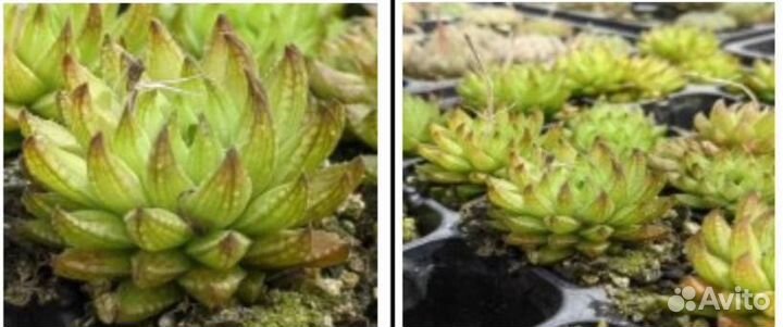 Редкие виды хавортии оптовая закупка из Азии