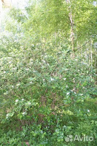 Черноплодная рябина - арония (живая изгородь)