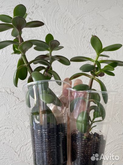 Толстянка, алое