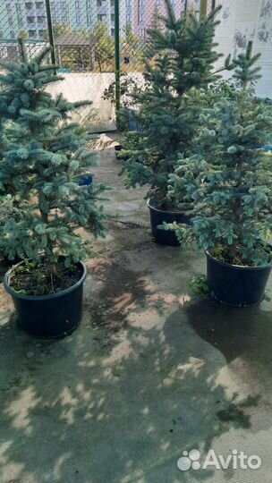 Ель голубая