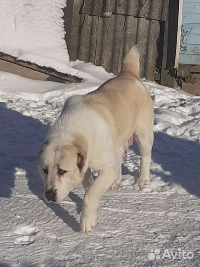 Среднеазиатская овчарка