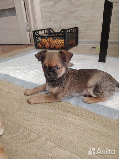 Мальчик Чихуахуа