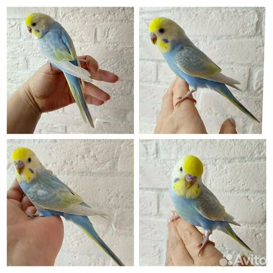 Радужные птенцы. Самец и самочка