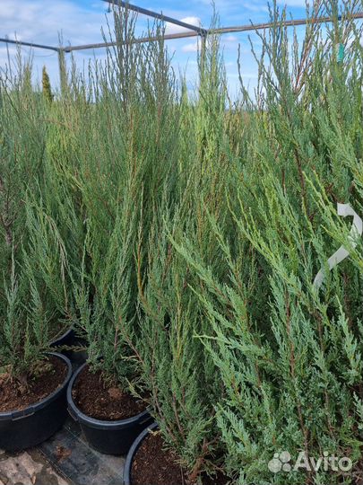 Можжевельник Блю Эроу