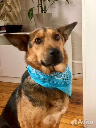 Собака мальчик Джек 1 годик