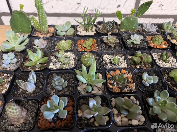 Суккуленты малыши