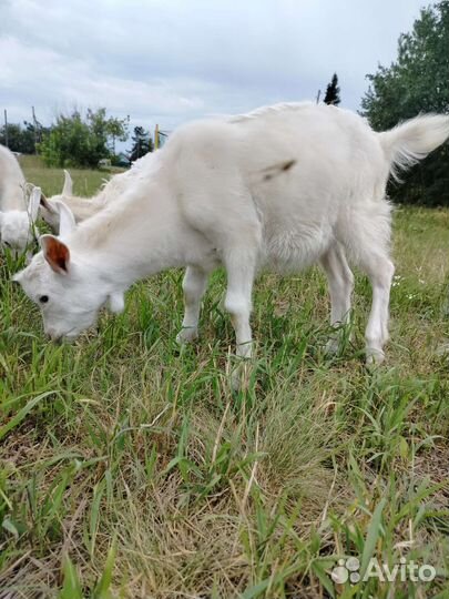 Козел, козлята