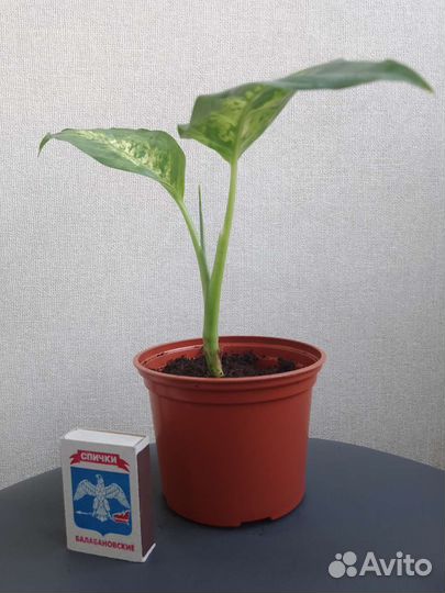 Диффенбахия, сансивьеры, спатифиллум, хлорофитум