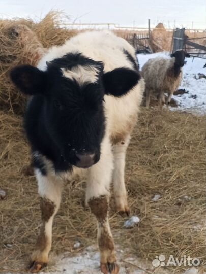 Бык и телочка 7 месяцев