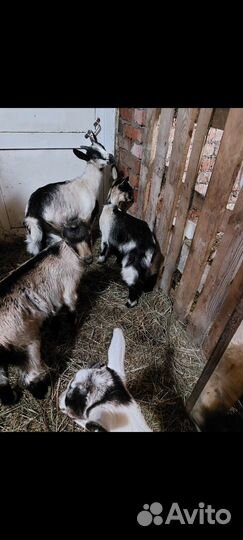 Козлята