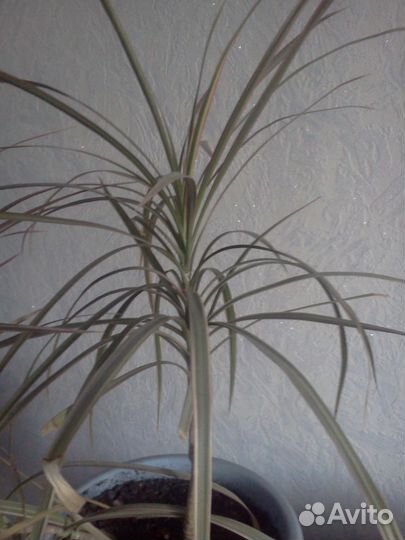 Продам драцену