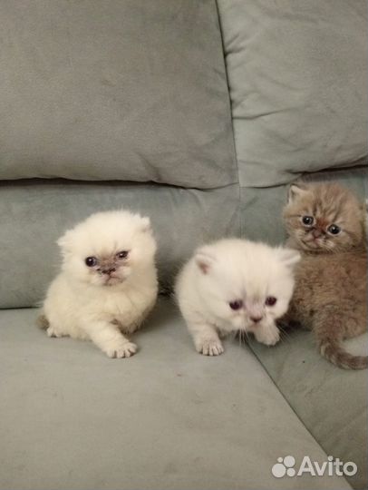 Шотландские котята