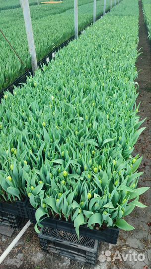 Цветы к 8 марта оптом и розница